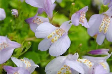 Mazus reptans