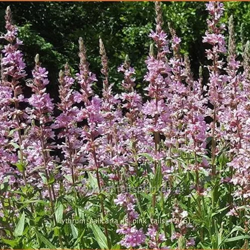 Lythrum salicaria 'JS Pink Tails'®
