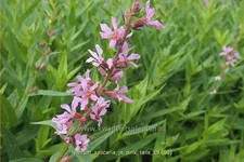 Lythrum salicaria 'JS Pink Tails'®