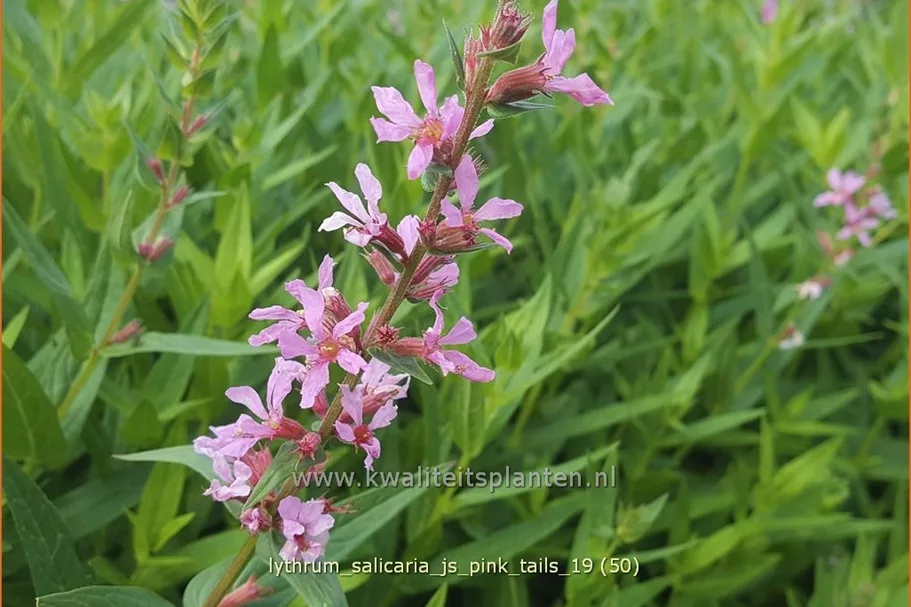 Lythrum salicaria 'JS Pink Tails'®