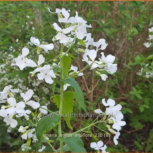 Lunaria annua 'Albiflora'