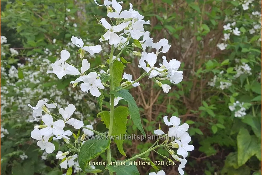 Lunaria annua 'Albiflora'