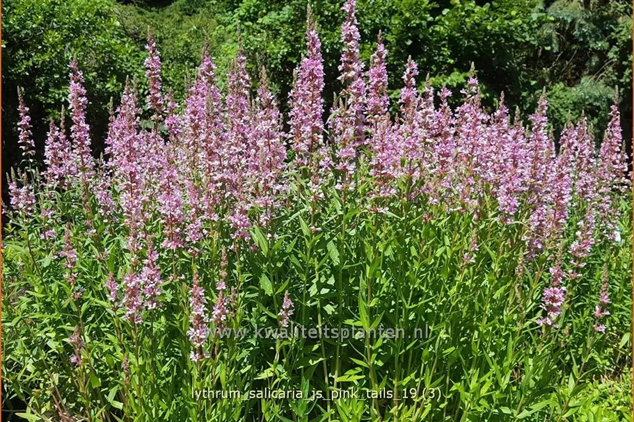 Lythrum salicaria 'JS Pink Tails'®