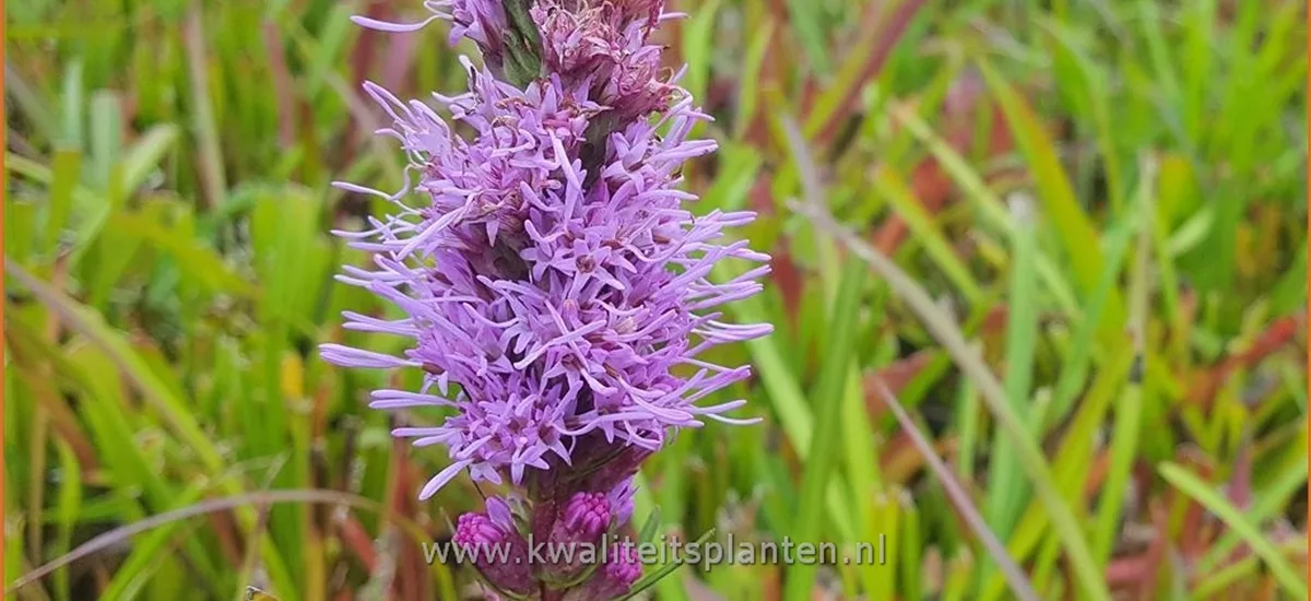 Liatris spicata 'Floristan Violett'