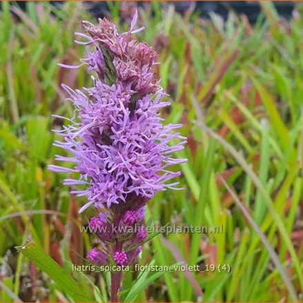 Liatris spicata 'Floristan Violett'