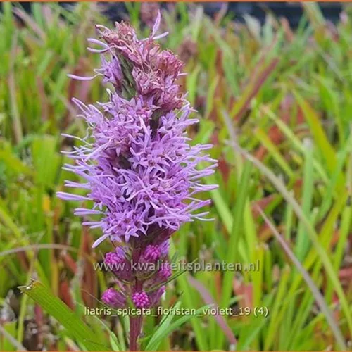 Liatris spicata 'Floristan Violett'
