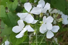 Lunaria annua 'Albiflora'