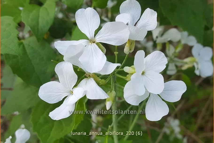 Lunaria annua 'Albiflora'