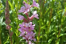 Lythrum salicaria 'JS Pink Tails'®