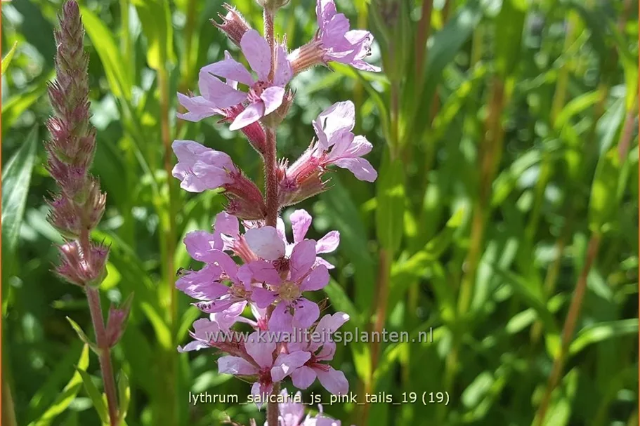 Lythrum salicaria 'JS Pink Tails'®