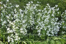 Lunaria annua 'Albiflora'