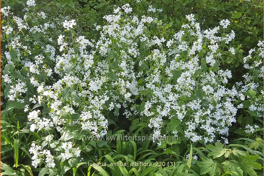 Lunaria annua 'Albiflora'