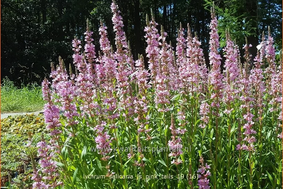 Lythrum salicaria 'JS Pink Tails'®
