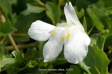 Mazus reptans 'Albus'
