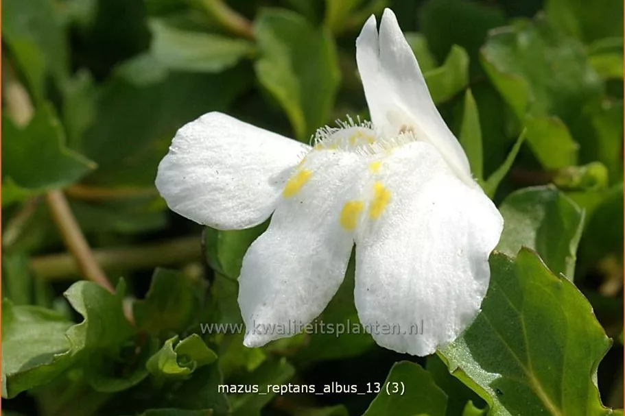 Mazus reptans 'Albus'