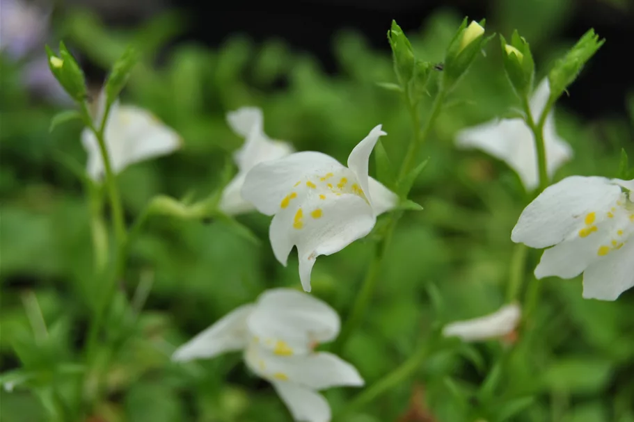 Mazus reptans 'Albus'