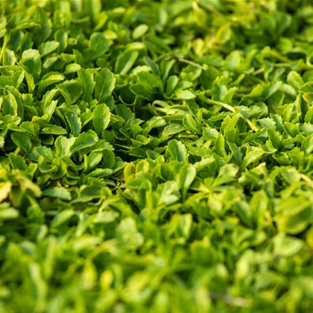 Mazus reptans 'Albus'