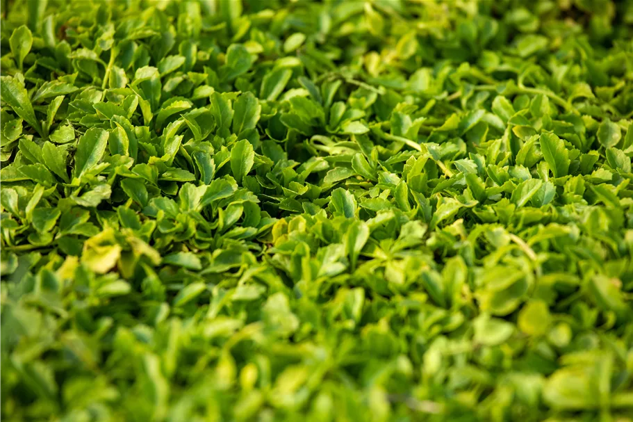 Mazus reptans 'Albus'