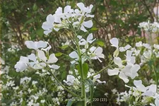 Lunaria annua 'Albiflora'