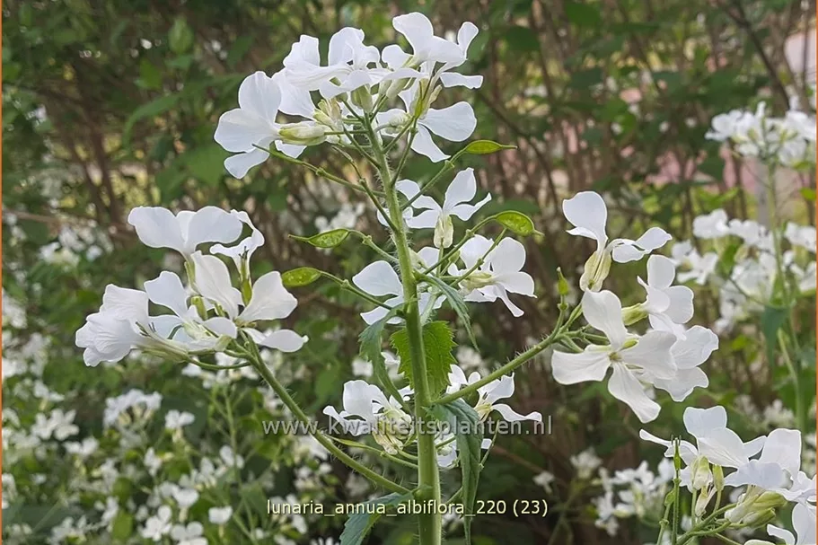 Lunaria annua 'Albiflora'