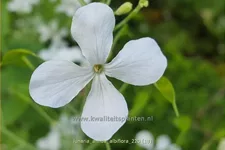 Lunaria annua 'Albiflora'