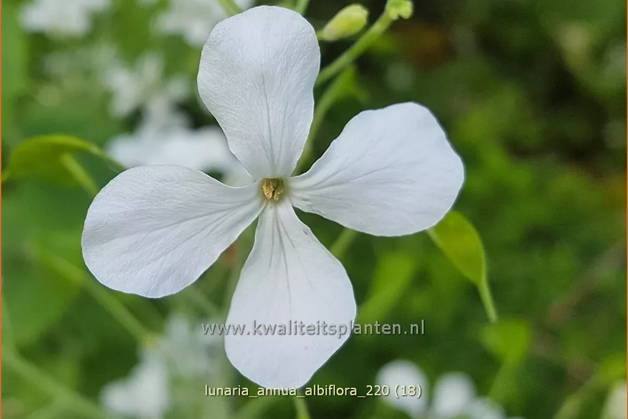 Lunaria annua 'Albiflora'