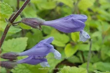 Meehania urticifolia