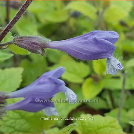 Meehania urticifolia