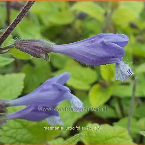 Meehania urticifolia