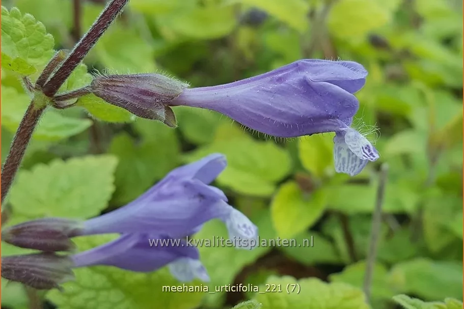 Meehania urticifolia