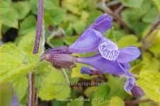 Meehania urticifolia