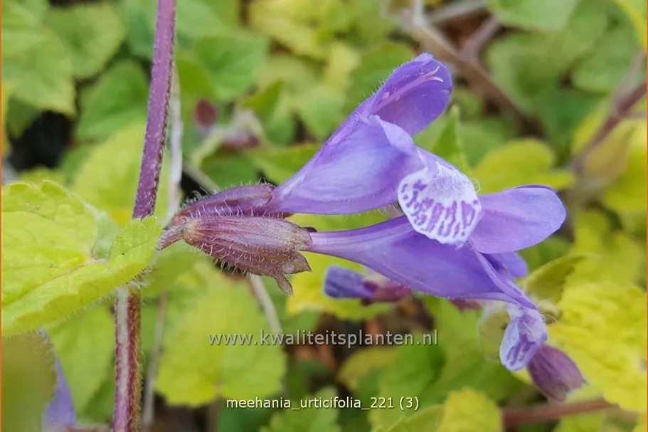 Meehania urticifolia