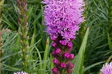 Liatris spicata 'Kobold'