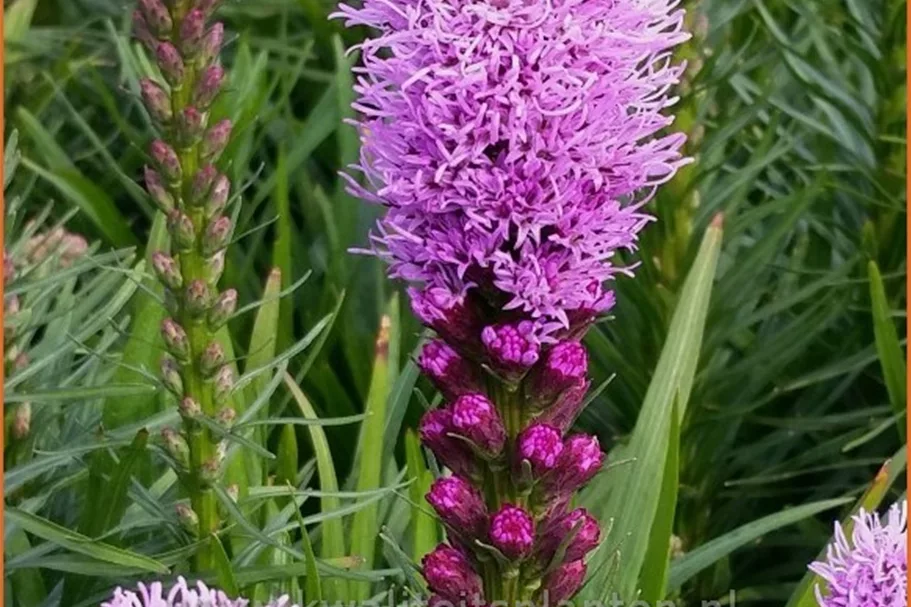 Liatris spicata 'Kobold'