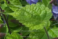 Meehania urticifolia