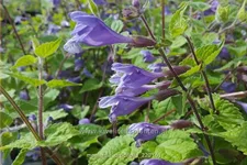 Meehania urticifolia