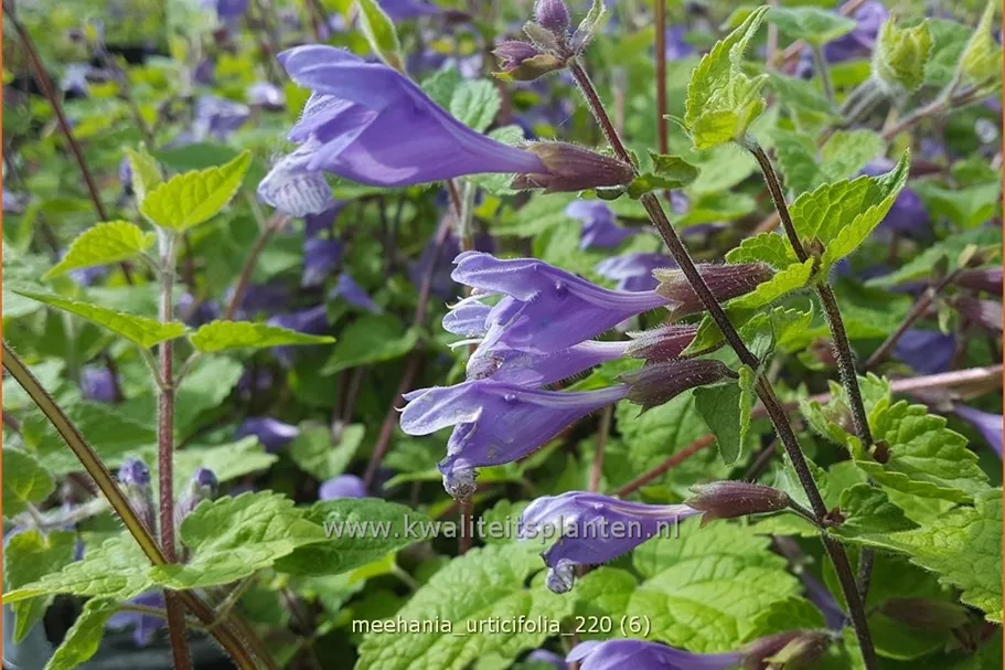 Meehania urticifolia