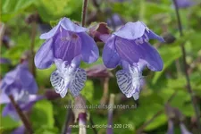 Meehania urticifolia