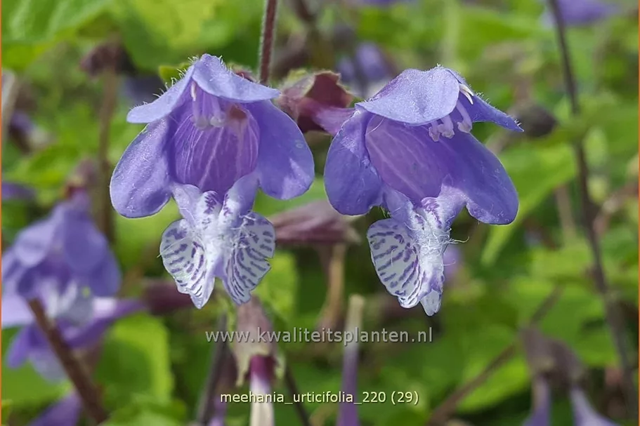 Meehania urticifolia