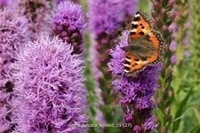 Liatris spicata 'Kobold'