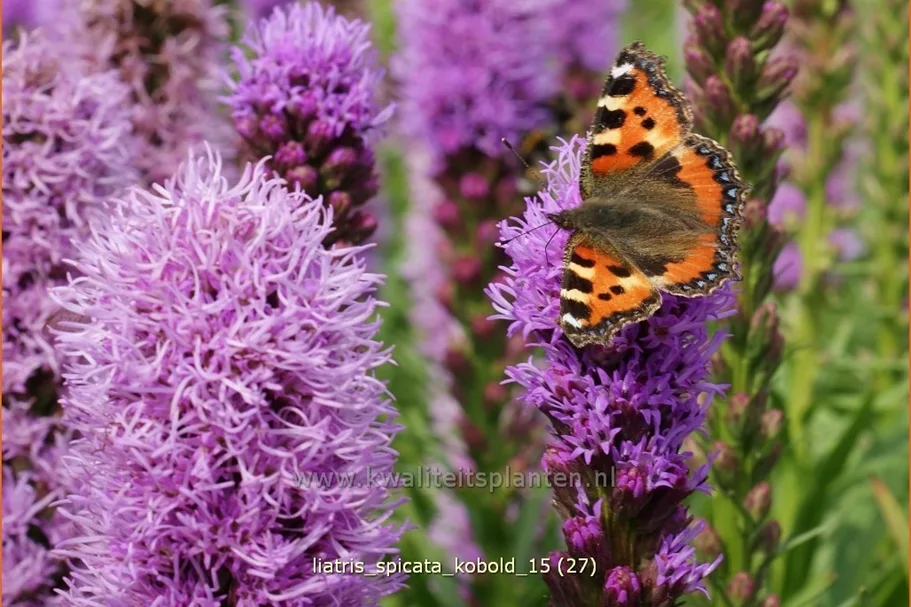 Liatris spicata 'Kobold'