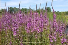 Lythrum salicaria 'Lady Sackville'