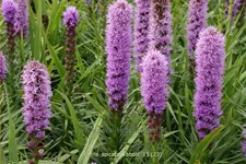 Liatris spicata 'Kobold'
