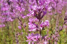 Lythrum salicaria 'Lady Sackville'