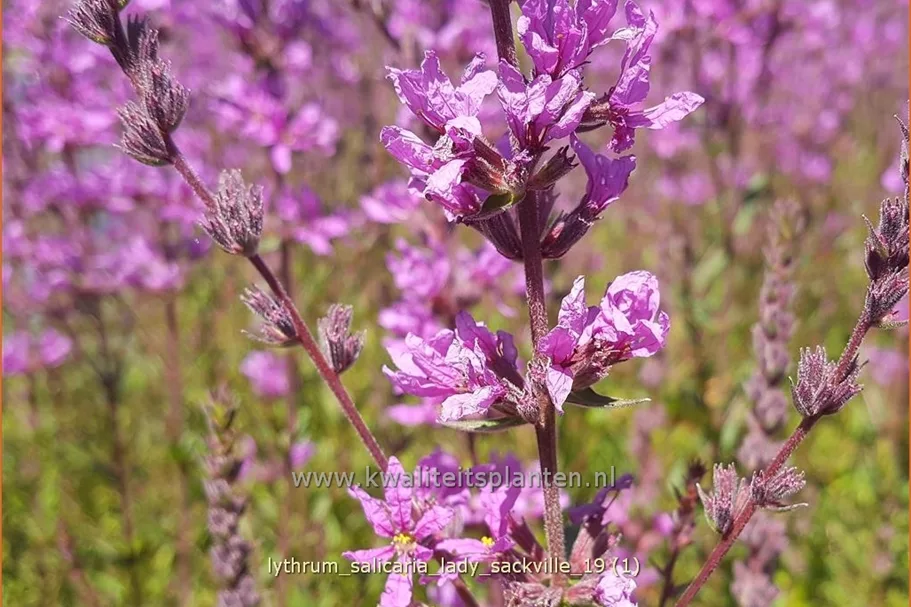 Lythrum salicaria 'Lady Sackville'