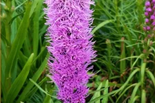 Liatris spicata 'Kobold'