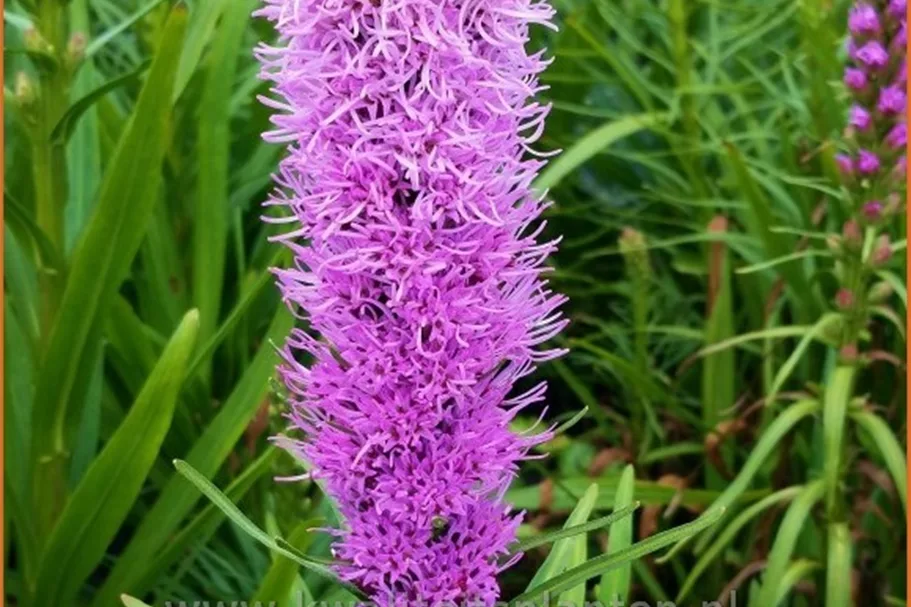 Liatris spicata 'Kobold'