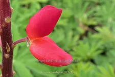 Lupinus 'Beefeater' (pot 11 cm)