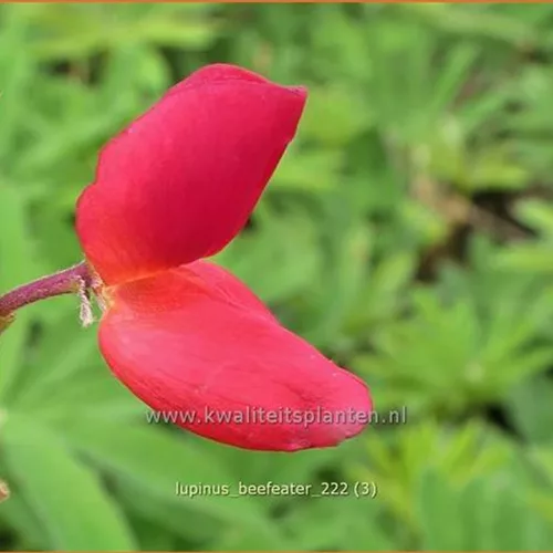 Lupinus 'Beefeater' (pot 11 cm)