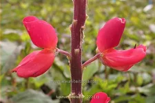 Lupinus 'Beefeater' (pot 11 cm)